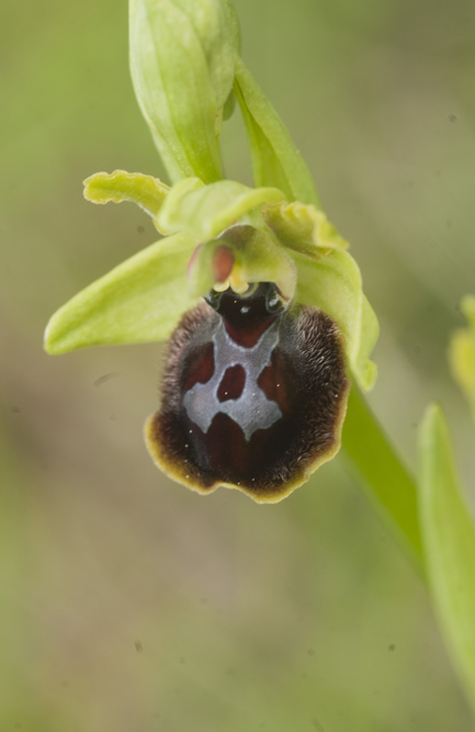 ophrys pseudoatrata in Lucania